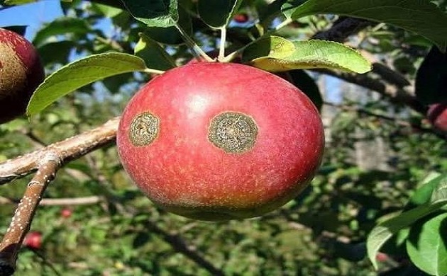 العز تطرح